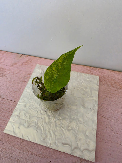 Alocasia simpo aurea