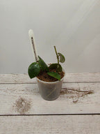 Hoya sipitangensis