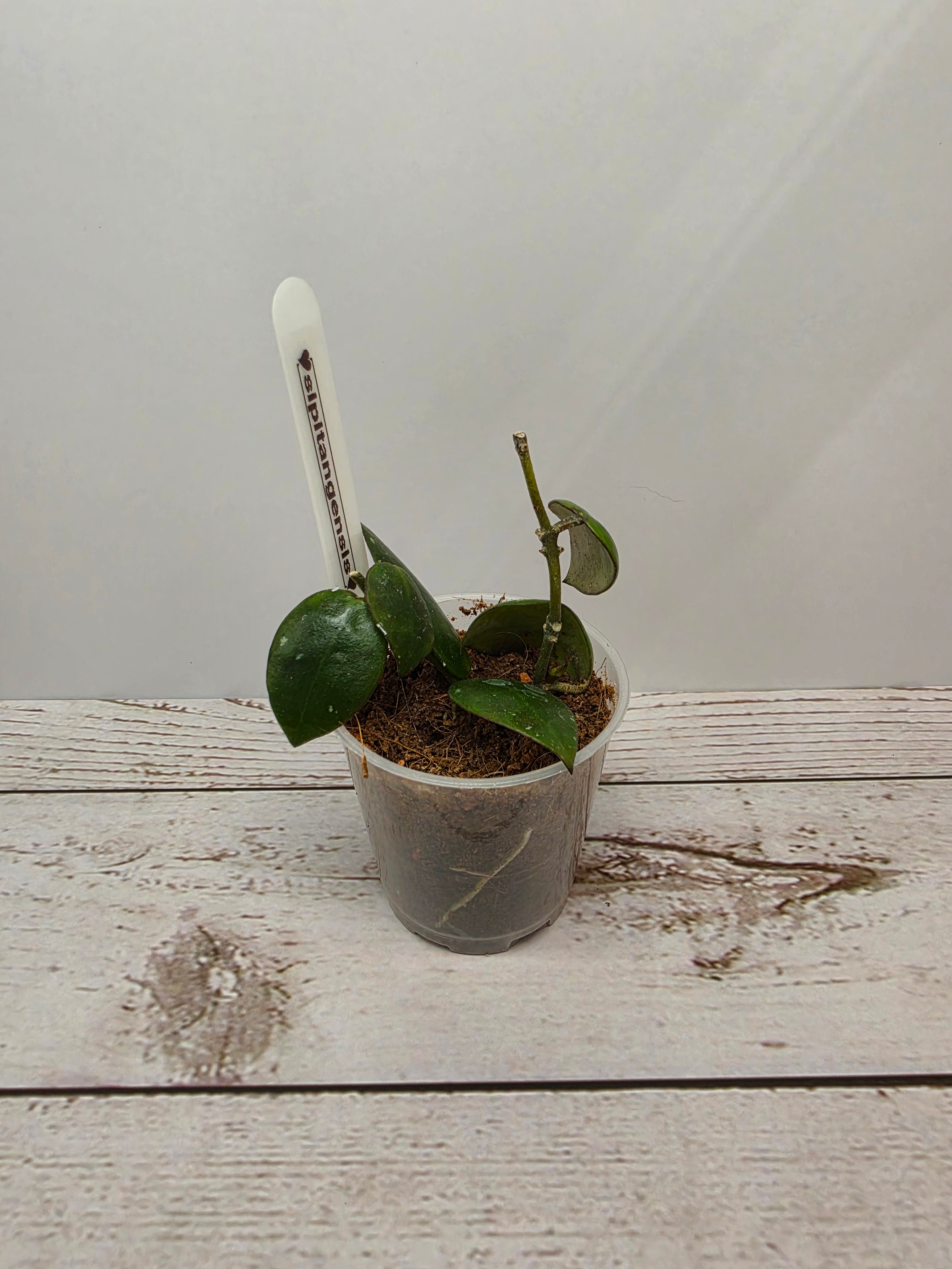 Hoya sipitangensis