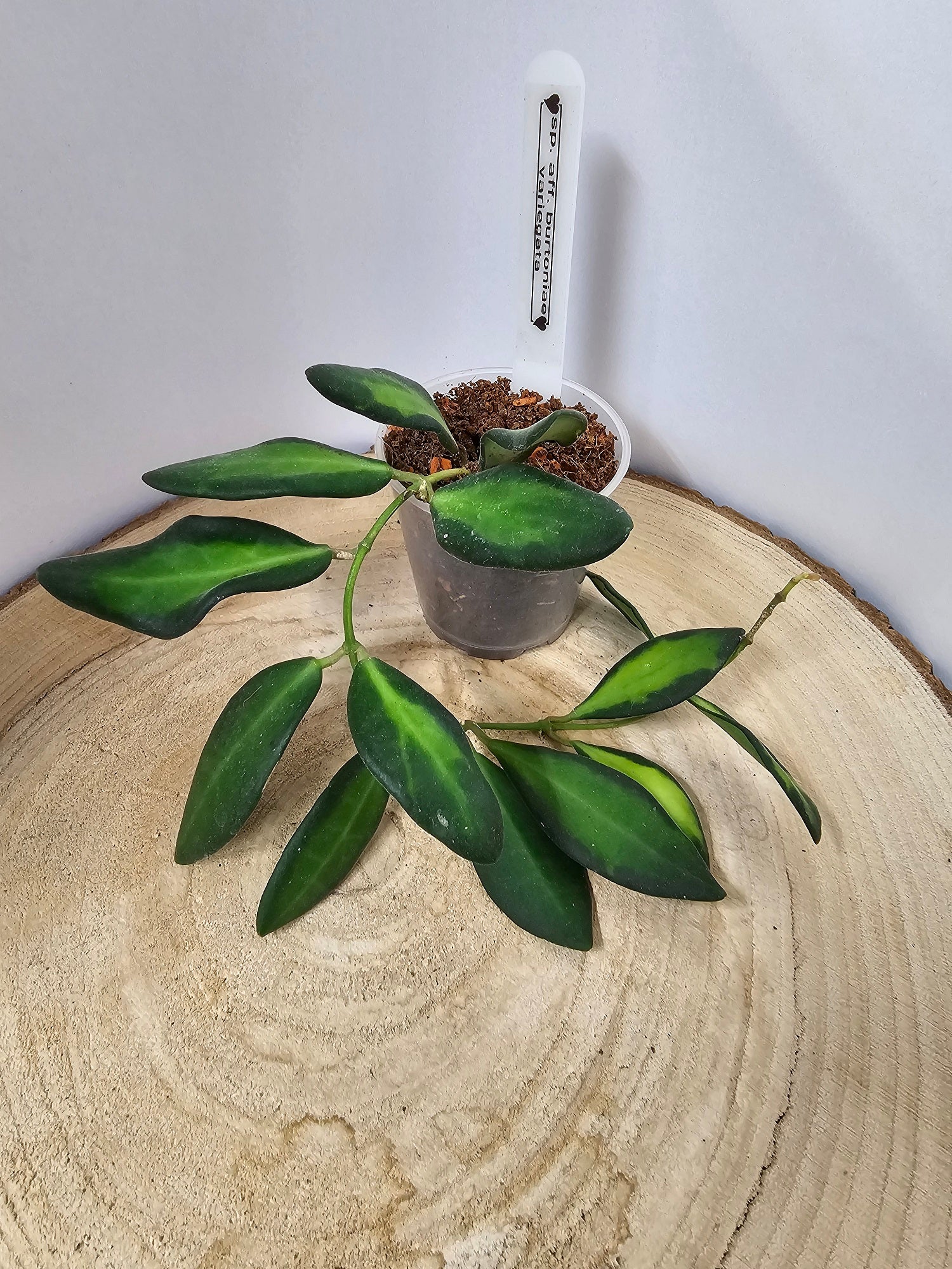 Hoya sp. aff. burtoniae variegata