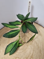 Hoya sp. aff. burtoniae variegata