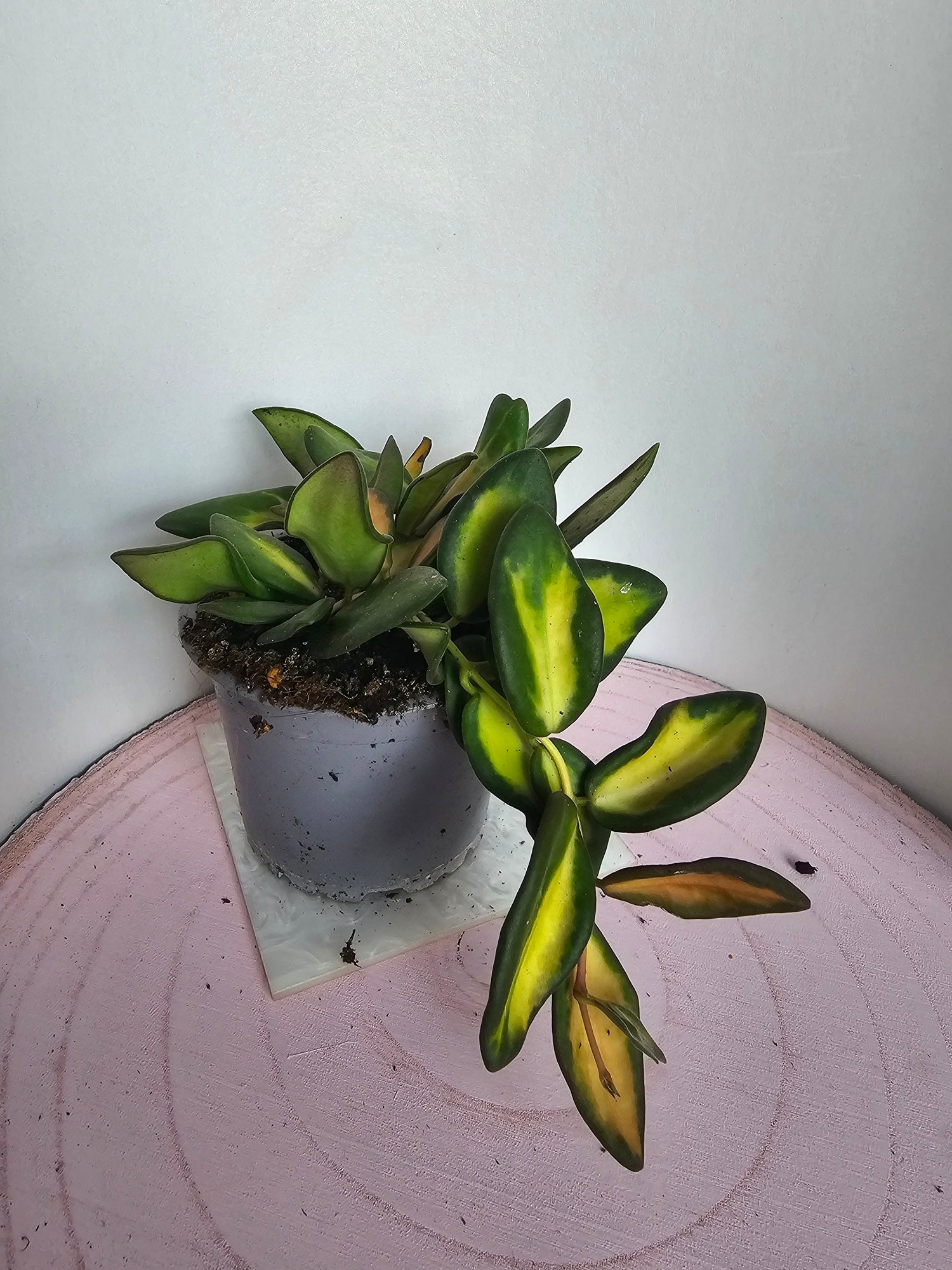 Hoya sp. aff. burtoniae variegata