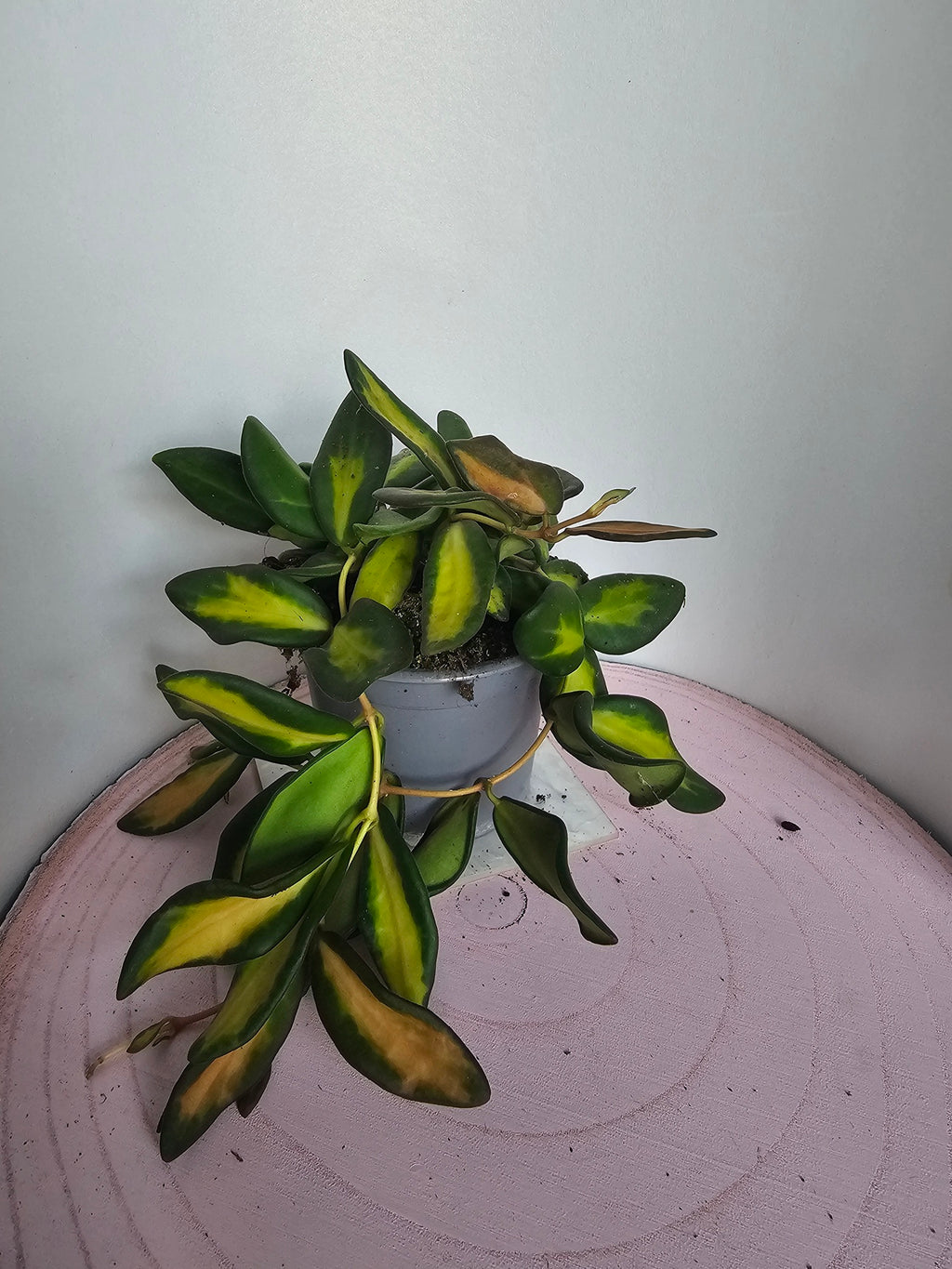 Hoya sp. aff. burtoniae variegata