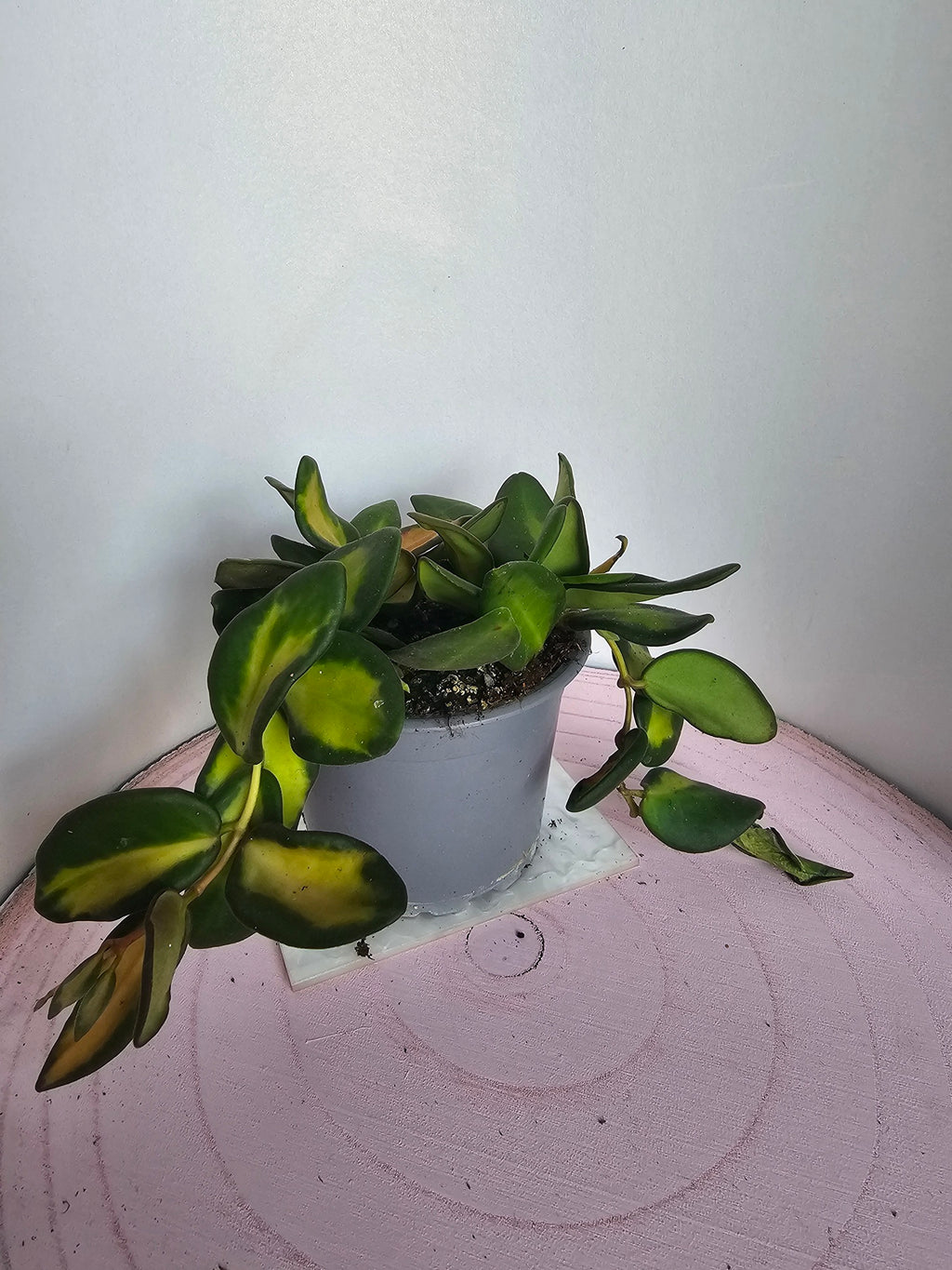 Hoya sp. aff. burtoniae variegata