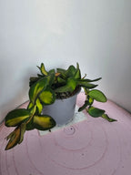 Hoya sp. aff. burtoniae variegata