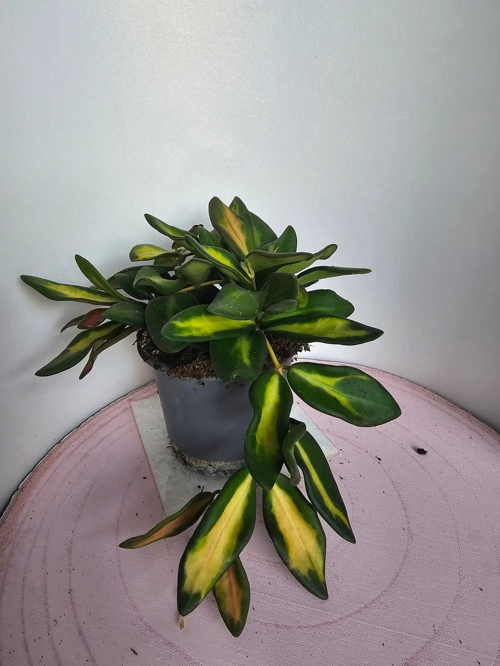 Hoya sp. aff. burtoniae variegata