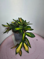 Hoya sp. aff. burtoniae variegata