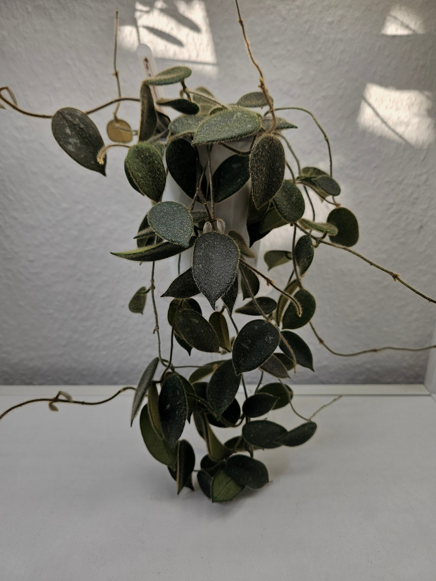 Hoya sp. aff. thomsonii pink cutting