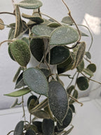 Hoya sp. aff. thomsonii pink cutting