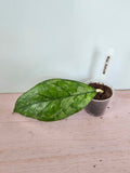 Hoya sp. Bahoi