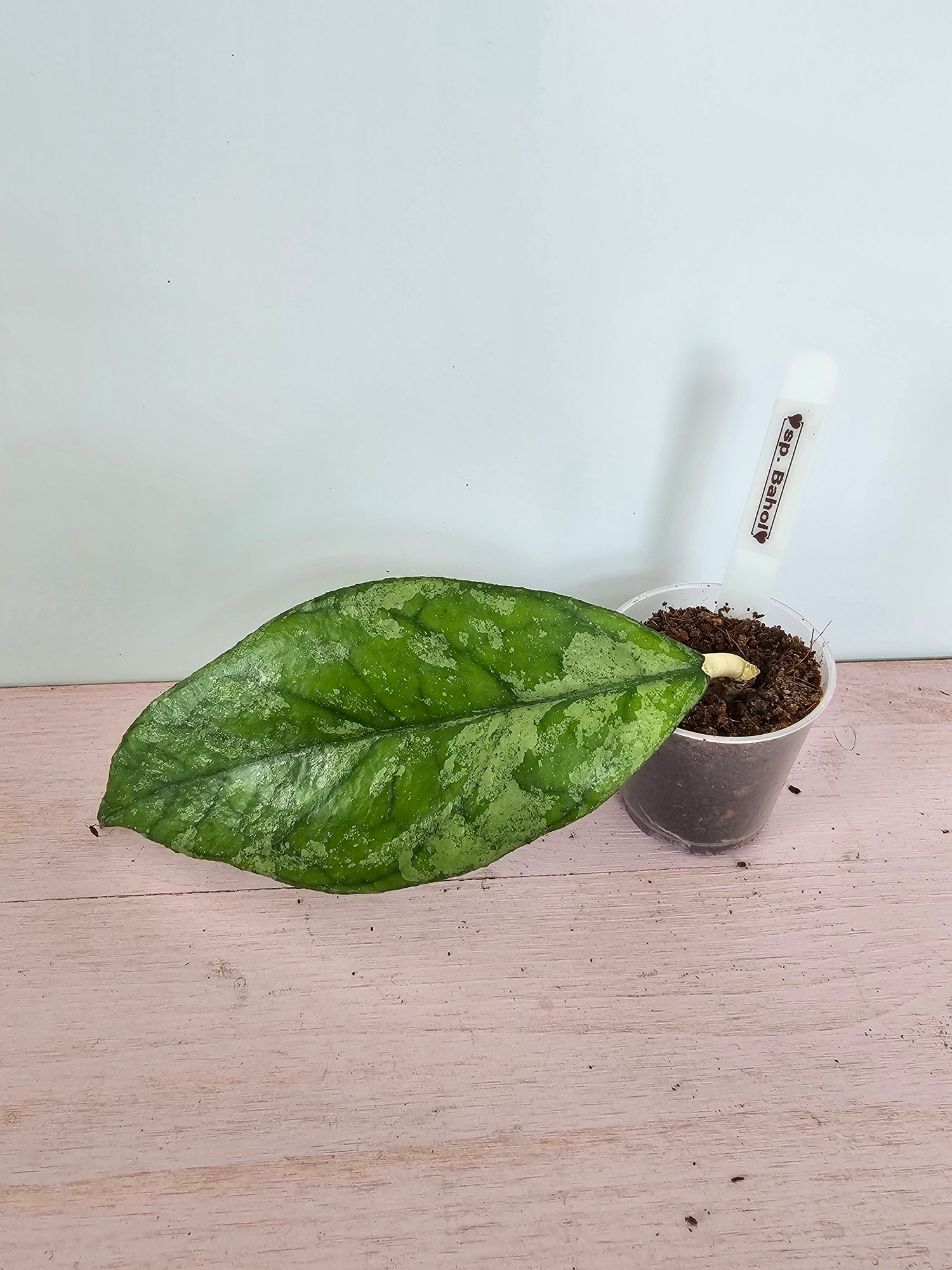 Hoya sp. Bahoi