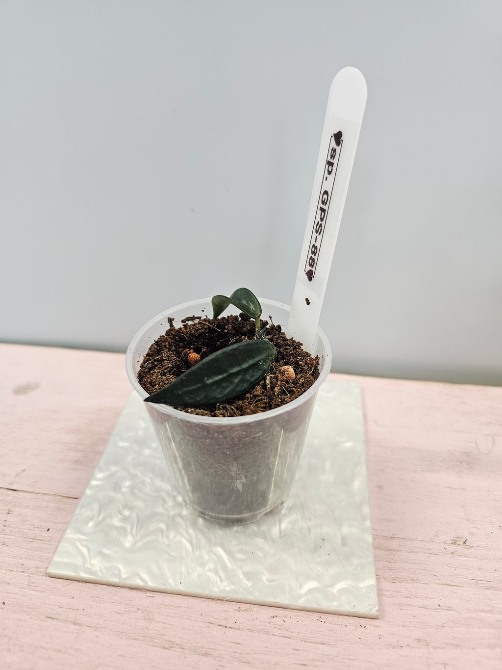 Dischidia sp. GPS-88