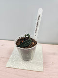 Dischidia sp. GPS-88