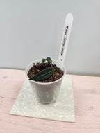 Dischidia sp. GPS-88