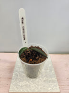 Dischidia sp. GPS-88