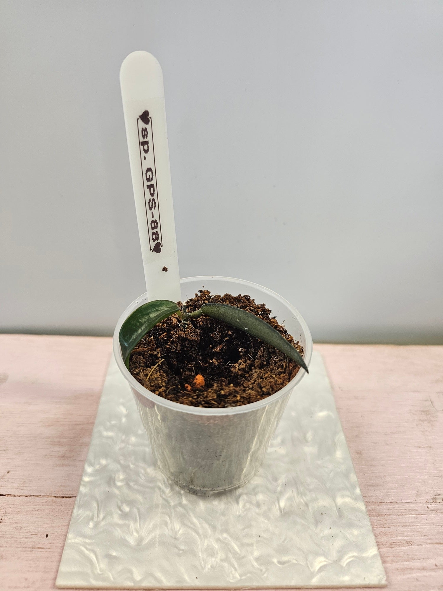 Dischidia sp. GPS-88
