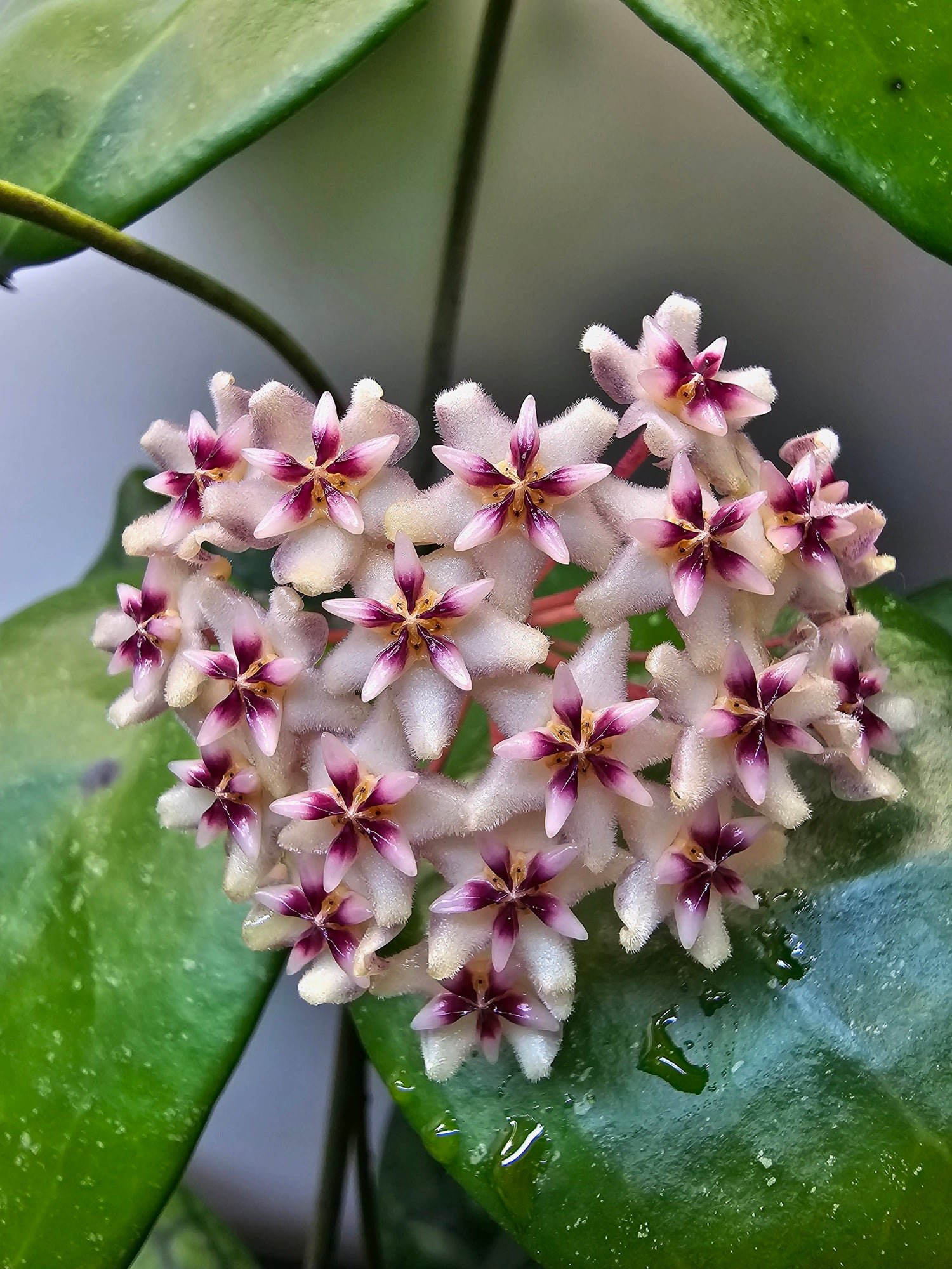 Hoya sp. Hat Som Paen