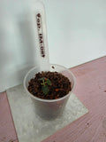 Hoya sp. IM-08