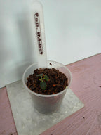 Hoya sp. IM-08