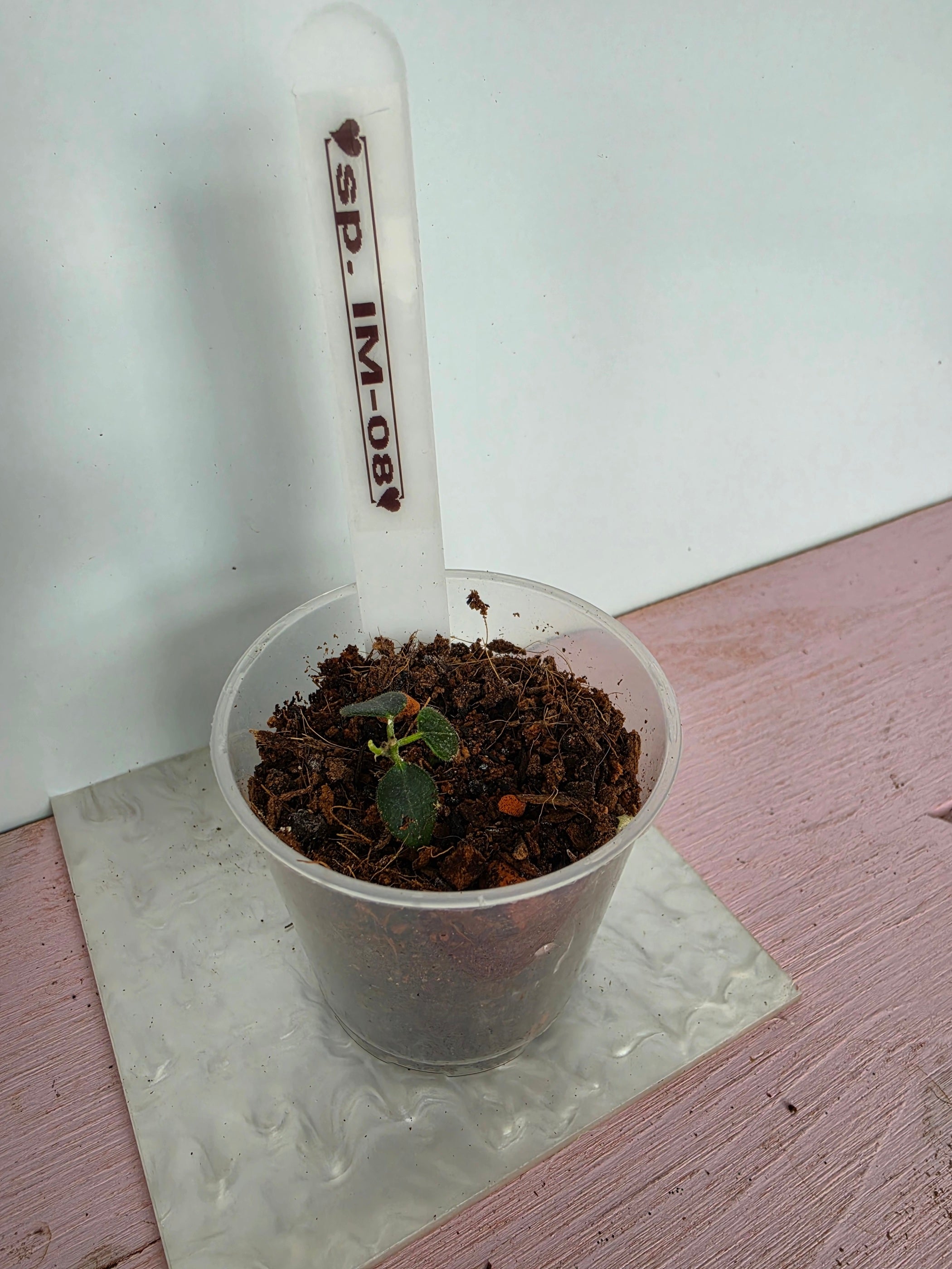 Hoya sp. IM-08
