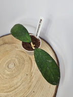 Hoya sp. Kalimantan  (2)