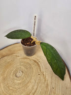 Hoya sp. Kalimantan  (2)