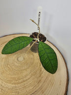 Hoya sp. Kalimantan (1)