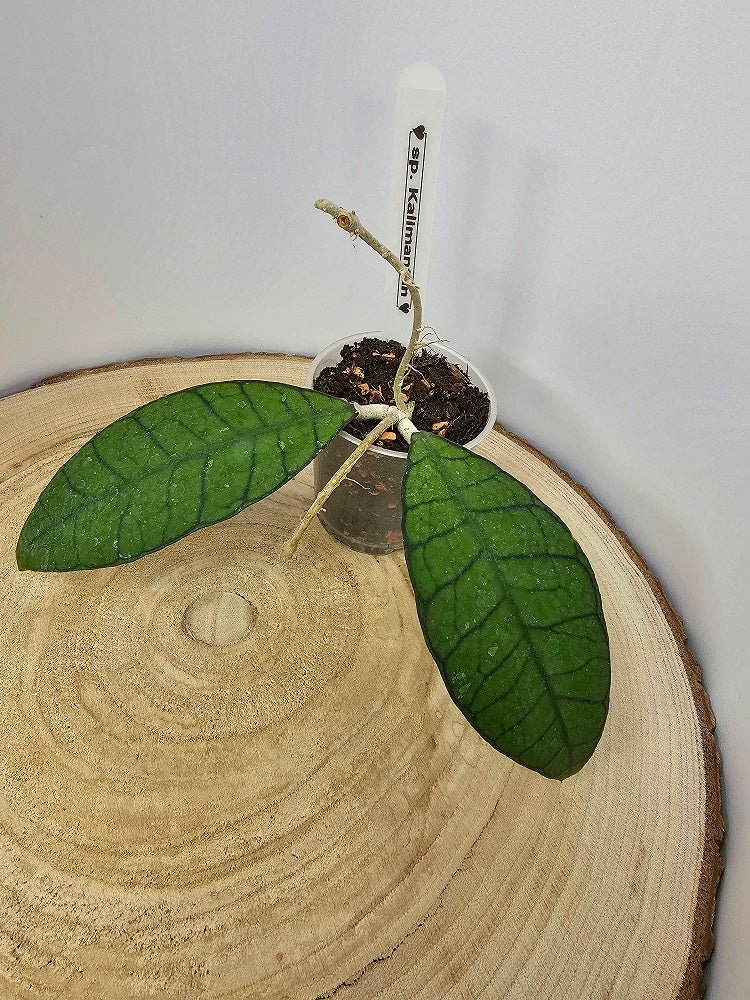Hoya sp. Kalimantan (1)