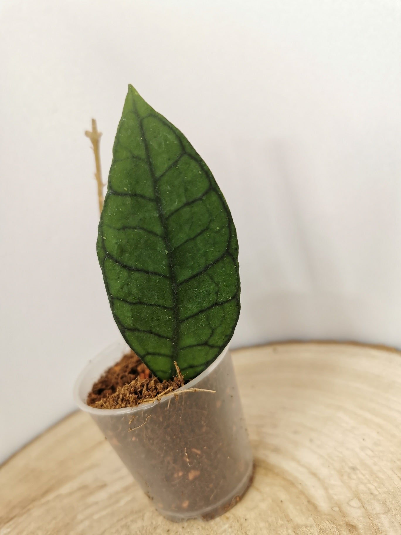 Hoya sp. Kalimantan (1)