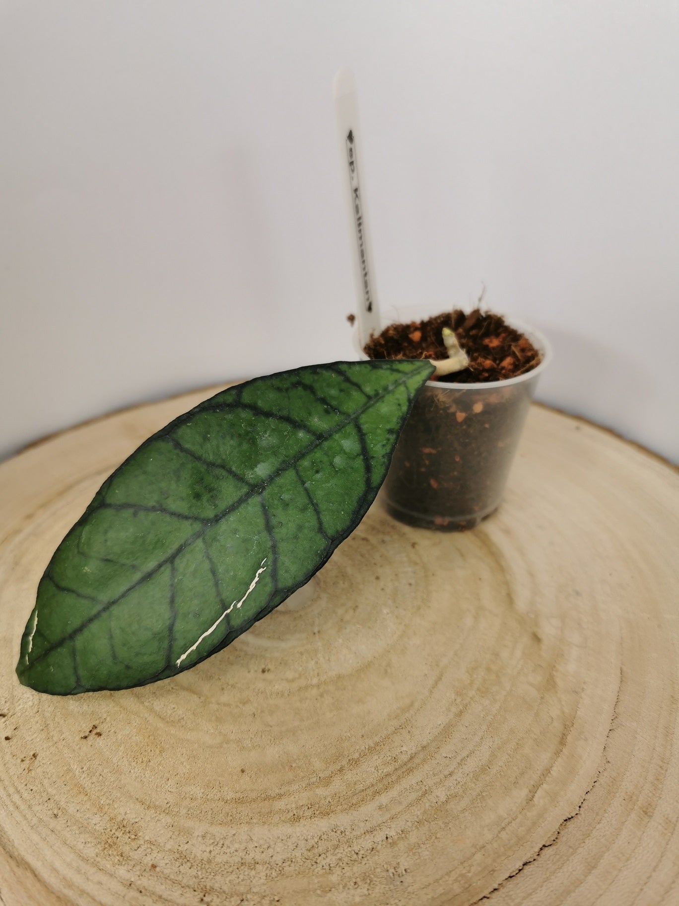 Hoya sp. Kalimantan (1)