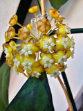 Hoya sp. Kalimantan (1)