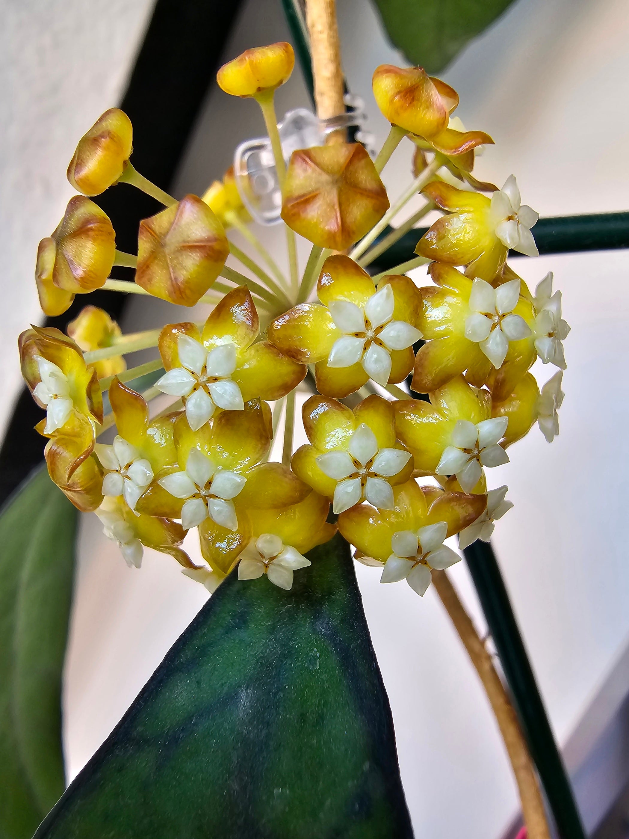 Hoya sp. Kalimantan (1)