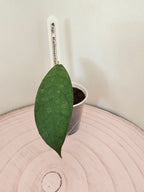 Hoya sp. Kalimantan  (2)