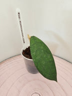 Hoya sp. Kalimantan  (2)