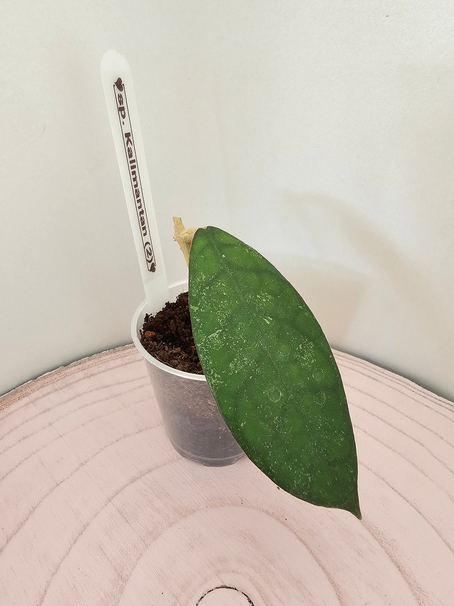 Hoya sp. Kalimantan  (2)