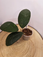 Hoya sp. Kalimantan  (2)