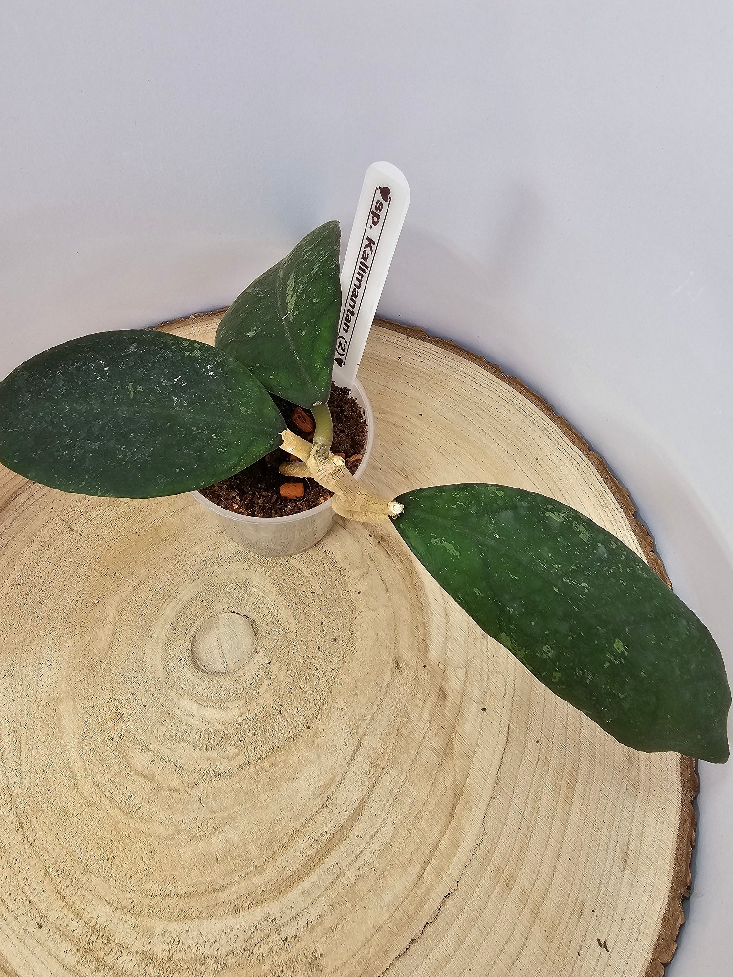 Hoya sp. Kalimantan  (2)