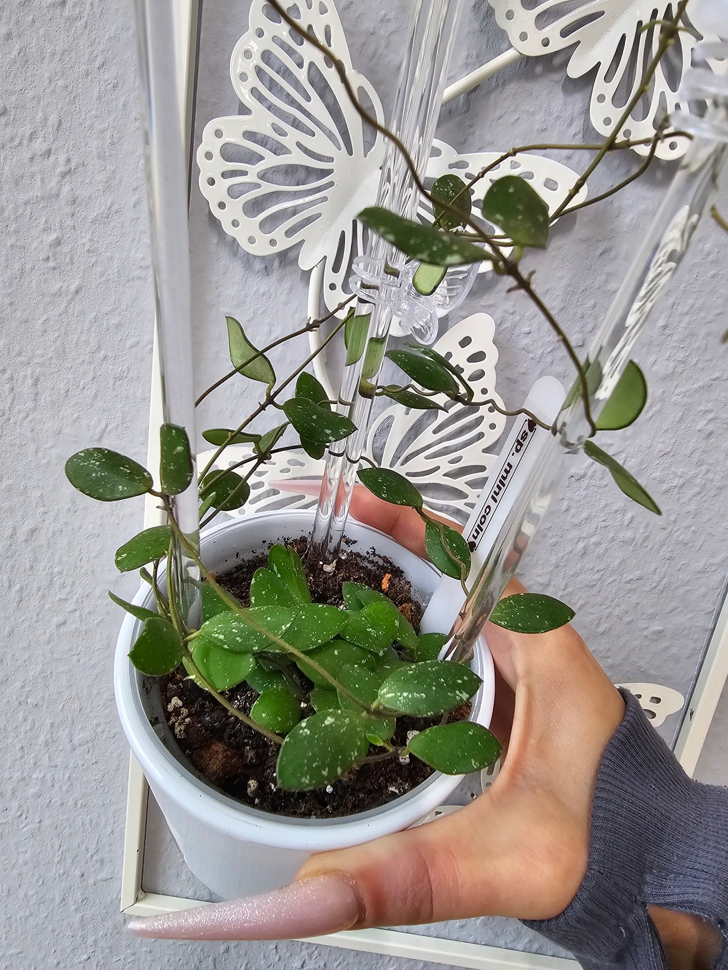 Hoya sp. mini coin (sp. Kalimantan) cutting