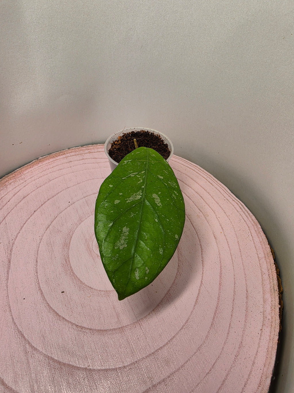 Hoya sp. Lai Chau splash