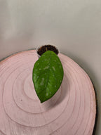 Hoya sp. Lai Chau splash