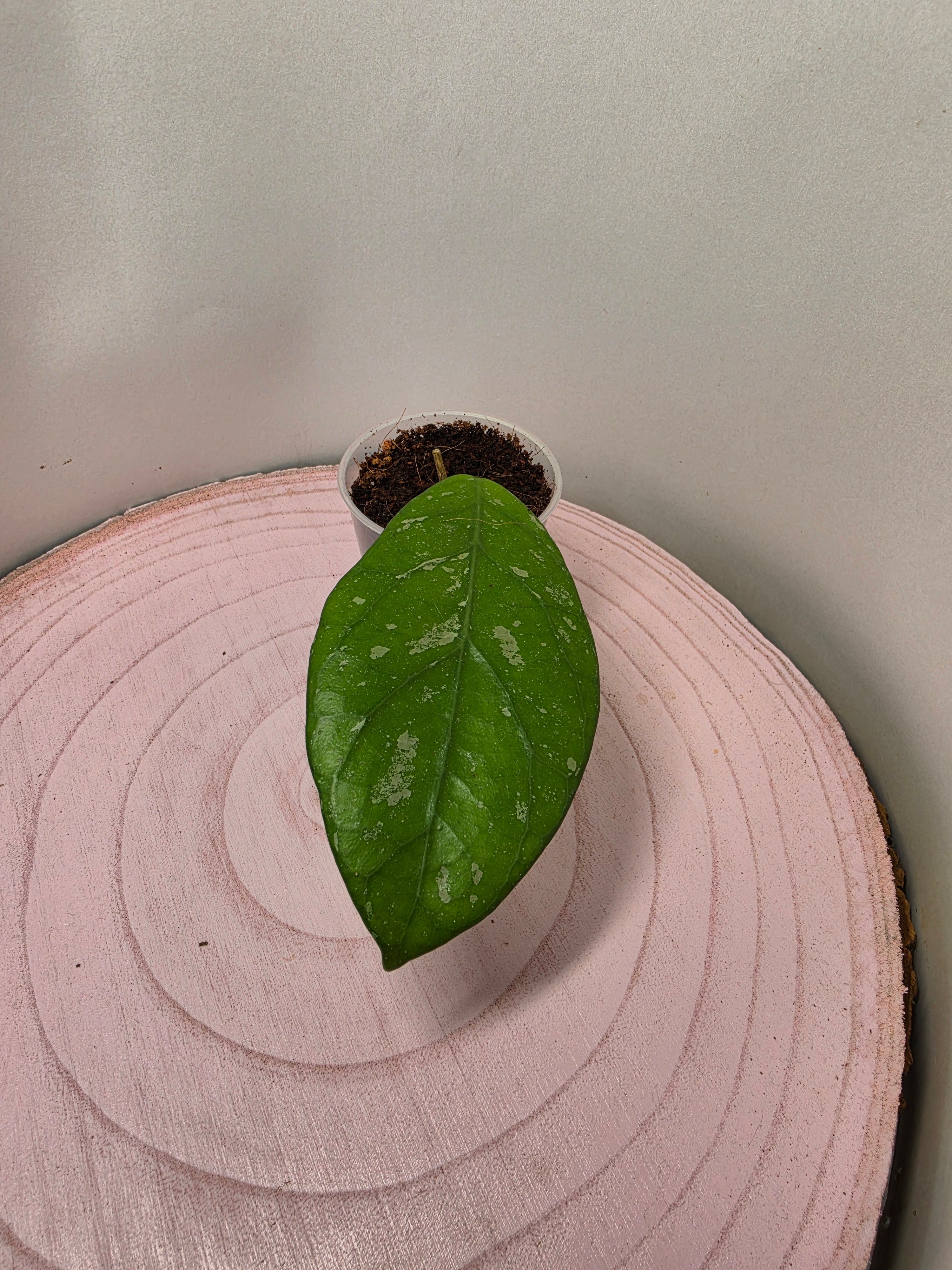 Hoya sp. Lai Chau splash