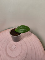 Hoya sp. Lai Chau splash