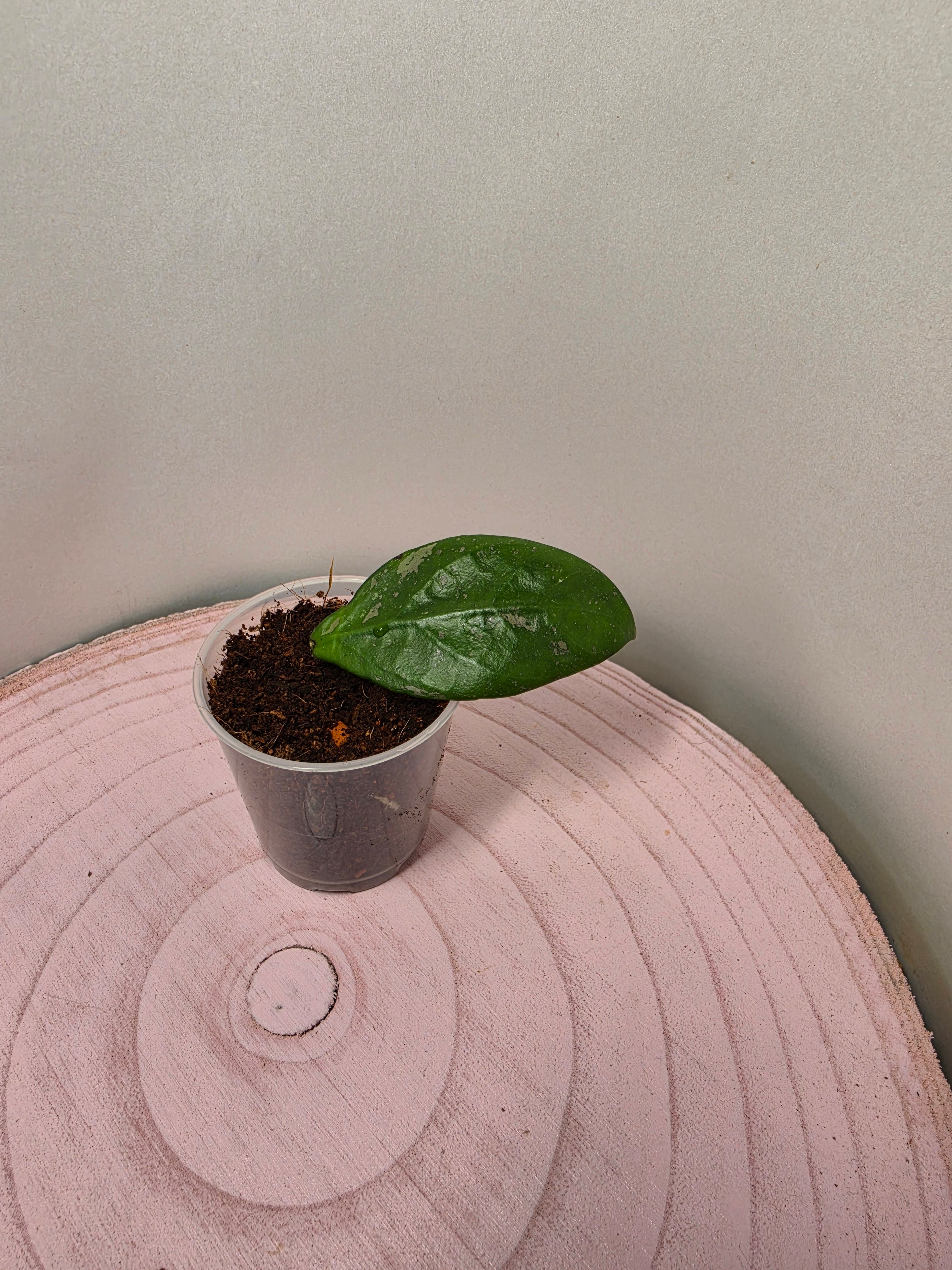 Hoya sp. Lai Chau splash