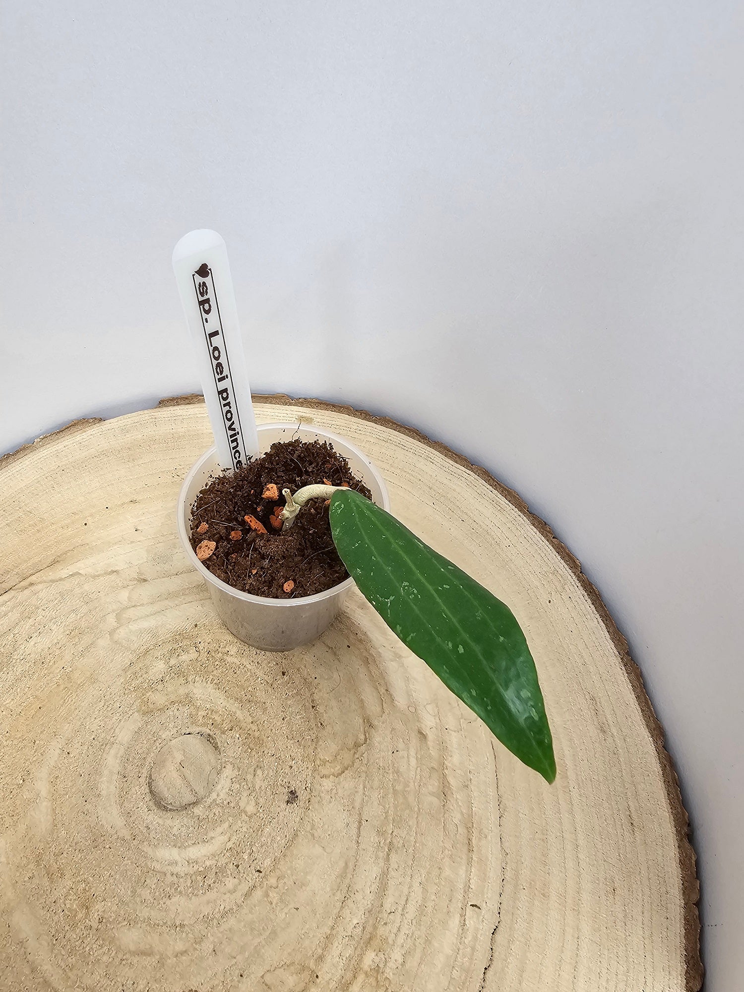 Hoya sp. Loei province