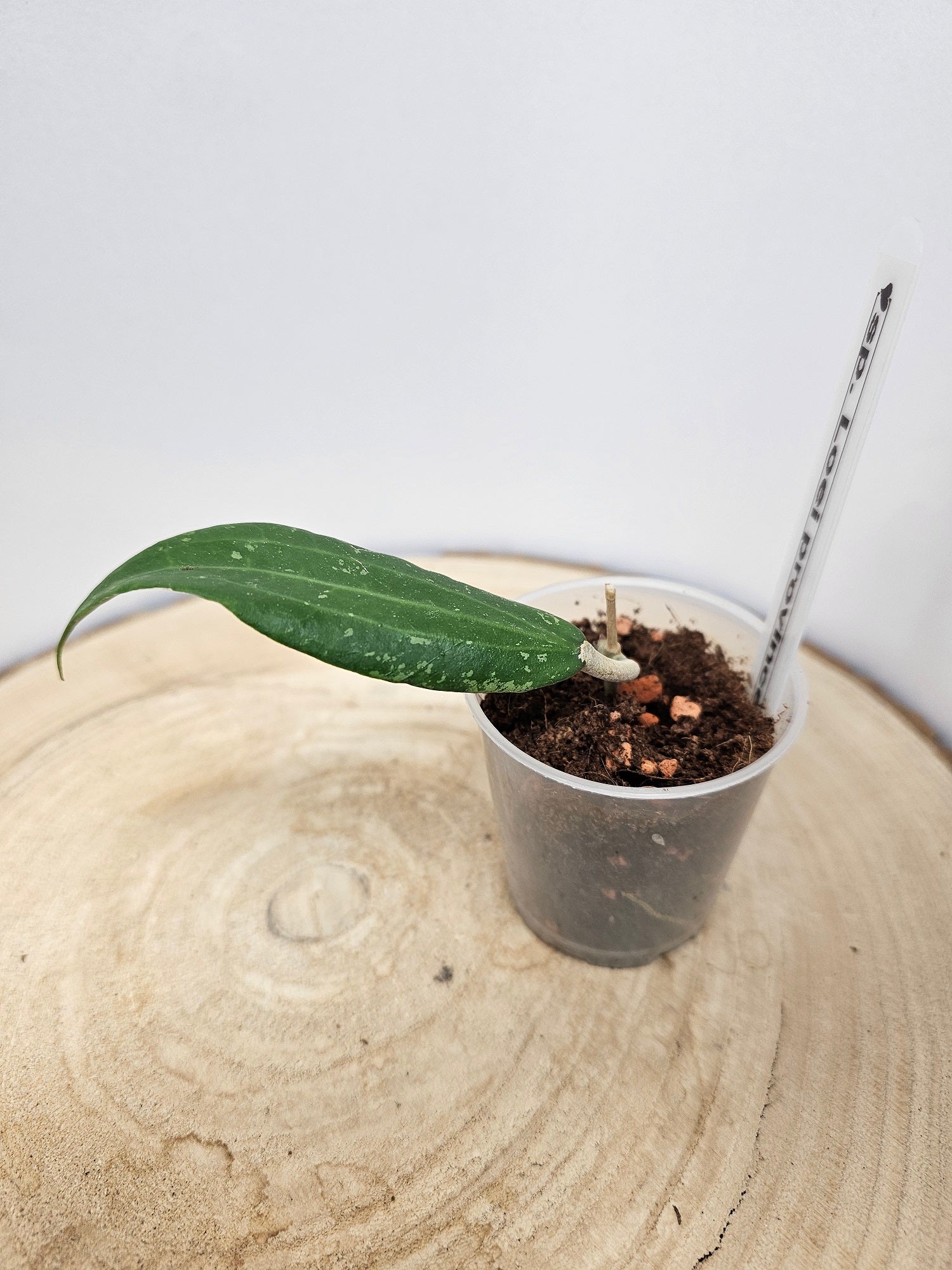 Hoya sp. Loei province