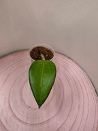 Hoya sp. Malang