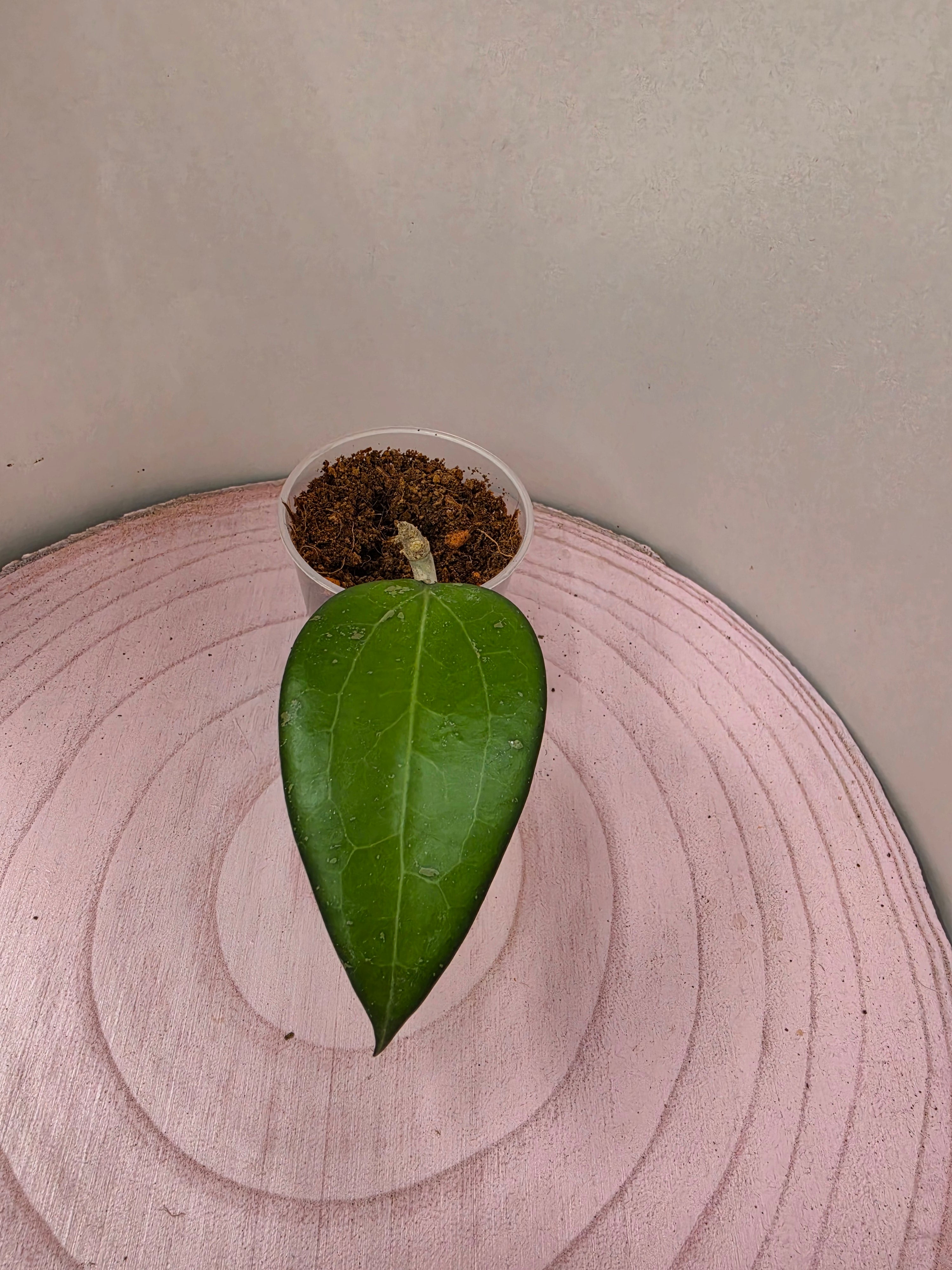 Hoya sp. Malang