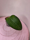Hoya sp. Malang