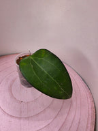 Hoya sp. Malang