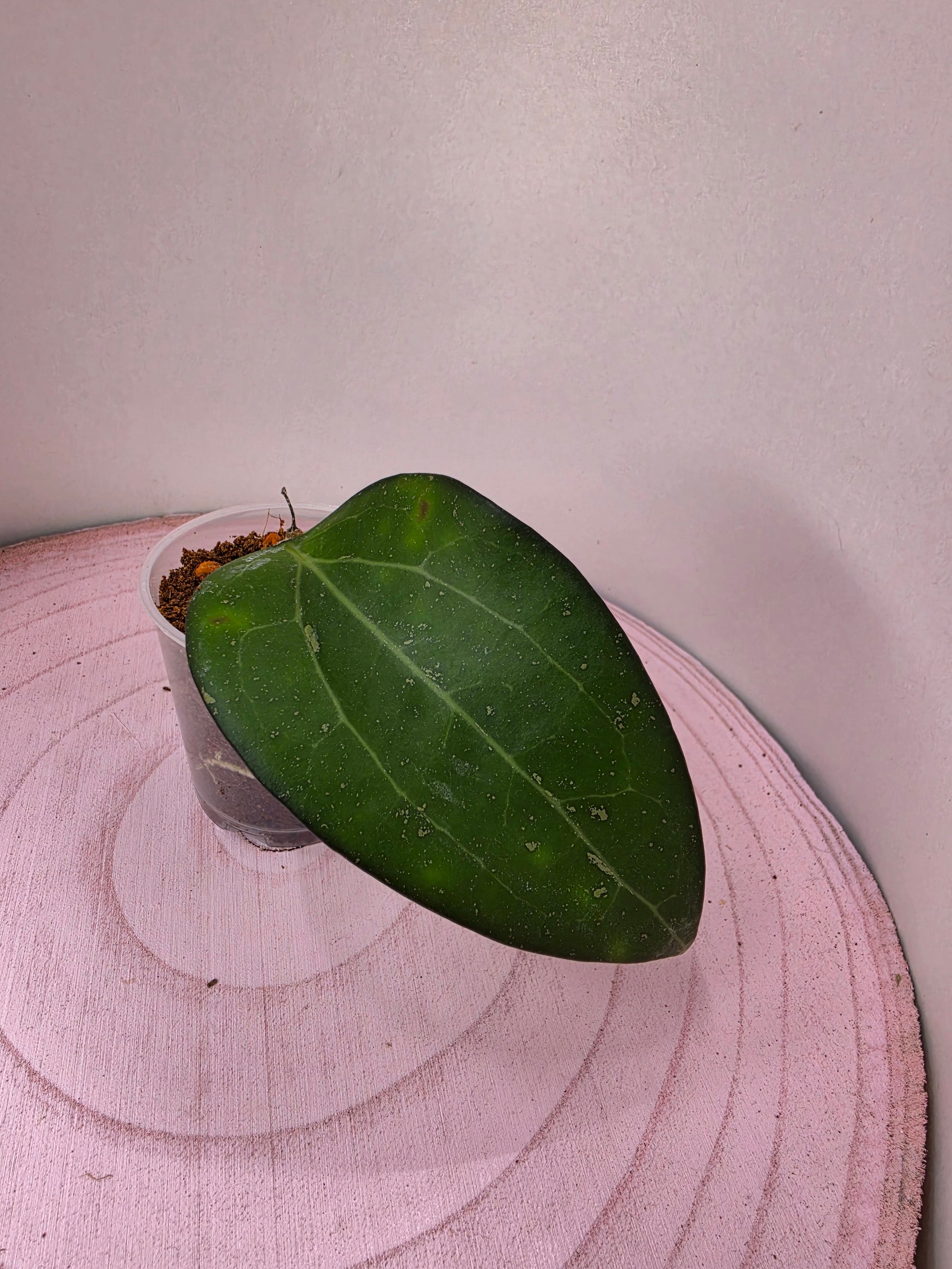 Hoya sp. Malang